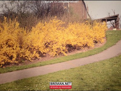 700505_Bloeiend_Hout