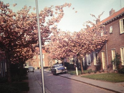 700518_Wilhelminalaan