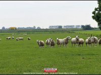 190608 Ooievaar HH (25)