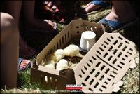 190629 IJsseldelta JW (71)