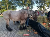 191005 Paarden CB (1)