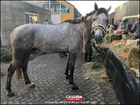 191005 Paarden CB (12)