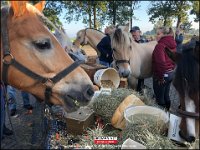 191005 Paarden CB (16)