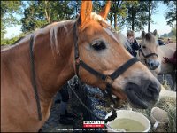 191005 Paarden CB (18)