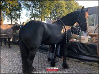 191005 Paarden CB (19)