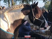 191005 Paarden CB (20)