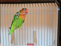 191005 Vogellust GL (17)