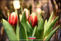 200118 Tulpen BB (21)