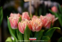 200118 Tulpen BB (24)