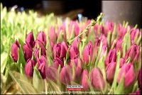 200118 Tulpen BB (28)