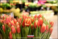 200118 Tulpen BB (31)